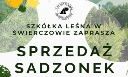 Sprzedaż sadzonek drzew leśnych oraz krzewów ozdobnych