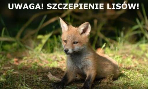 Uwaga! Szczepienie lisów
