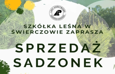 Sprzedaż sadzonek drzew leśnych oraz krzewów ozdobnych